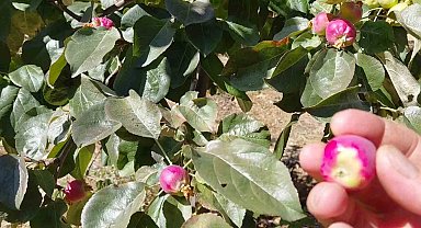 Ekim ayında çiçek açan ağaçlar meyve vermeye başladı