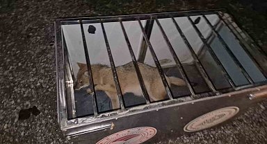 Ekipler gelene kadar çarptıkları tilkinin başından ayrılmadılar