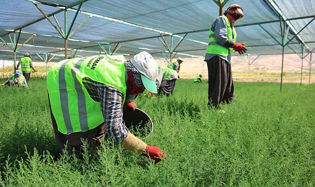 Elazığ'da fidanlar kadınların elinde yeşeriyor
