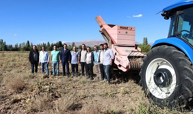 Erzincan'da kuru fasulye hasadı başladı