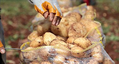 Erzincan'da patates hasadı başladı