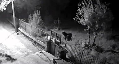 Erzincan'da yerleşim alanlarına inen ayılar vatandaşları tedirgin ediyor