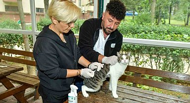 Esenyurt'ta sokak kedilerine parazit uygulaması: Hem hayvan sağlığına hem toplum sağlığına katkı