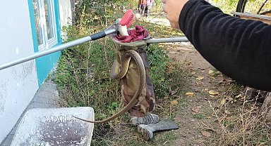 Eve giren yılan paniğe neden oldu