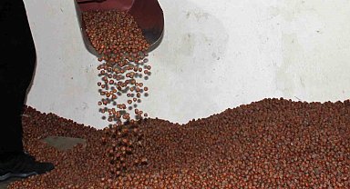 Fındıkta serbest piyasa düşüşte, Tarım Kredi en yüksek alımı yapıyor