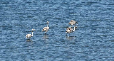 Flamingoların yeni gözdesi: İskele sahili