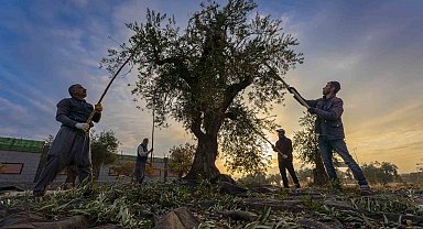 Gaziantep ve bölgede zeytin hasadı başladı