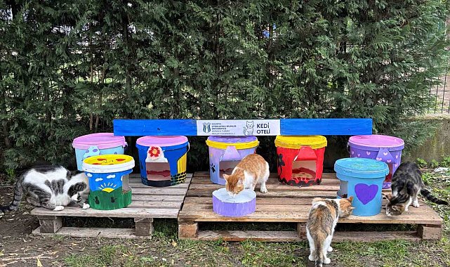 Geri dönüştürülen kovalar kedi oteline dönüştü