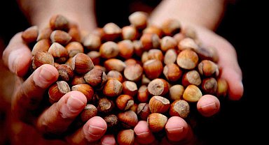 Giresun fındığı zirvede: Kilosu 352 TL'ye ulaştı