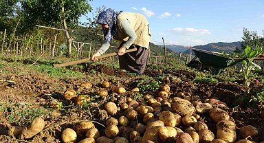 Giresun yaylalarında patates hasadı başladı