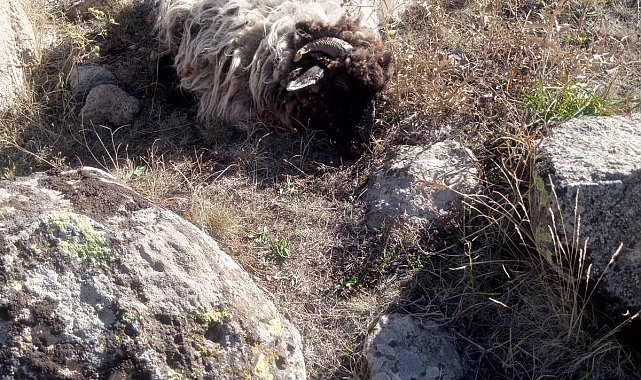 Giresun'da ayı ve kurtlar köyün koyunlarına saldırdı: 5 koyun telef, 18'i kayıp