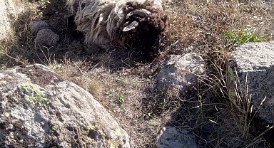Giresun'da ayı ve kurtlar köyün koyunlarına saldırdı: 5 koyun telef, 18'i kayıp