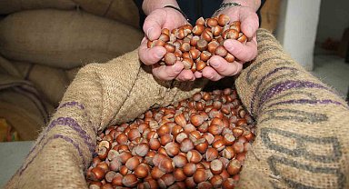 Giresun'da fındık fiyatları haftayı 315 liradan kapattı