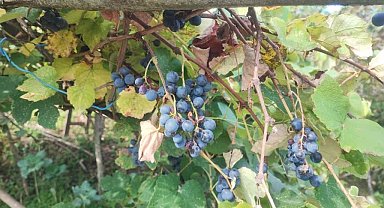 Giresun'da geleneksel kokulu üzüm pekmezi kazanları kaynadı