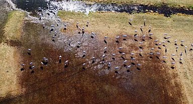 Göç eden turnalar Erzurum'da objektiflere yansıdı