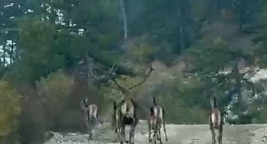 Göynük'te geyik sürüsü kameraya yansıdı