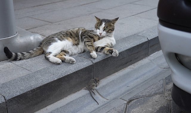 Gümüşhane'de kedi avladığı fareyle oynarken kameralara yakalandı