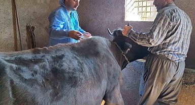 Güroymak'ta şap aşısı çalışmaları aralıksız sürüyor