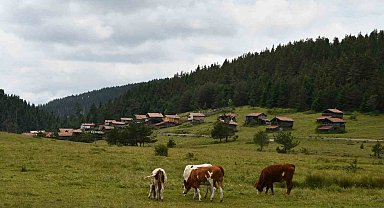 Güzelliğiyle mest eden Kastamonu yaylaları hayvancıların en büyük geçim kaynağı