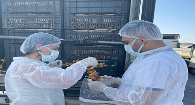 Habur Sınır Kapısında taze hurma ithalatına sıkı denetim