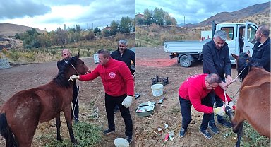 Hakkari'de ayağı kırık at kurtarıldı