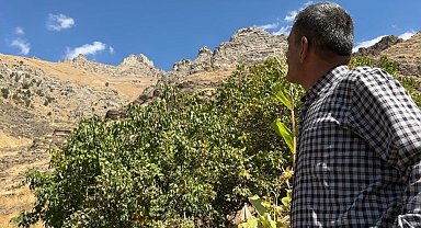 Hakkari'nin 'Dağ Keçileri Kalesi' dikkat çekiyor