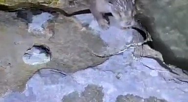 Halfeti'de su samuru görüldü