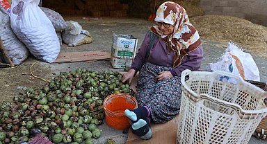 Hasadı yapılan cevizler satışa hazırlanıyor
