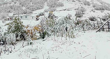 Hasadı yapılmayan ceviz kar altında kaldı