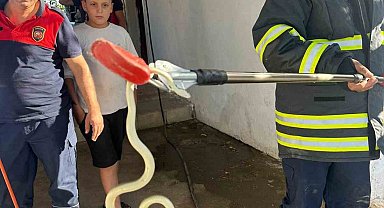 Hatay'da evlere giren 2 yılan yakalandı