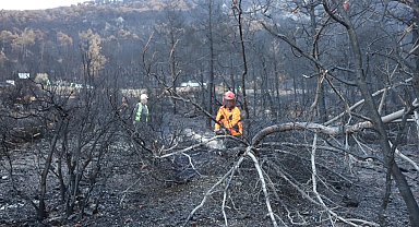 Honaz Dağı Milli Parkında yanan alanlar yeşillendiriliyor