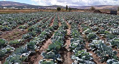 İklim değişikliği dev lahanaları vurdu, çiftçiler büyük hayal kırıklığına uğradı