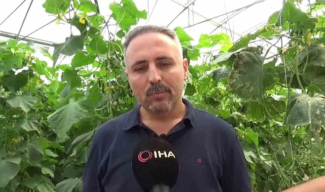 İlçesinde sera eksikliği gördü, 10 bin metrekarelik alana salatalık serası kurdu