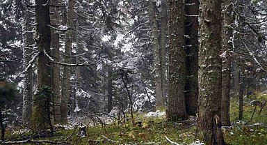Ilgaz Dağı'nda kar yağışı etkili oldu: Ortaya mest eden görüntüler çıktı