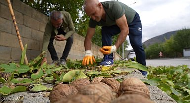 İnce kabuklu, dolu içli Erzincan cevizinde hasat zamanı