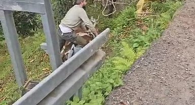 İneği vinçle düştüğü yamaçtan kurtardılar