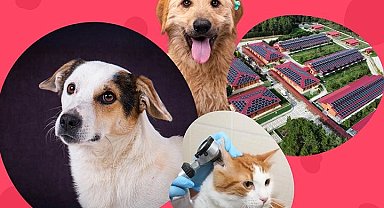 İstanbul Vakfı'ndan can dostlara destek çağrısı