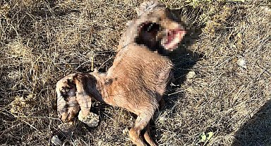 İstanbul'a bir günlüğüne iş seyahatine gitti, döndüğüne keçilerini parçalanmış halde buldu