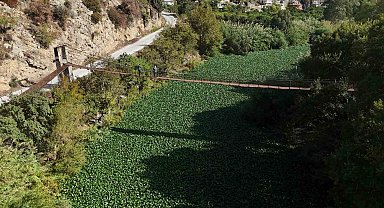 İstilacı su sümbülleri, Asi nehrini yeşile bürüyerek suyu görünmez hale getirdi