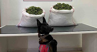 Jandarma'dan uyuşturucu operasyonu