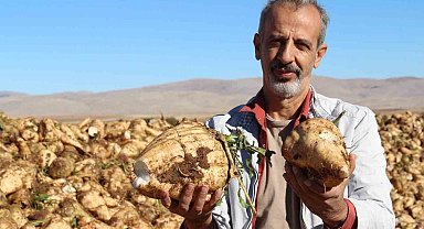 Kahramanmaraş'ta şeker pancarı sökümü başladı