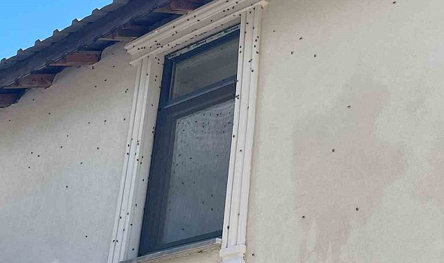 Kahverengi kokarca böceği istilası