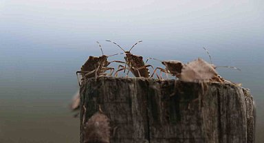 Kahverengi kokarca böceği toruna hasret bıraktı: "Böcekler olmasa gelecekler ama korkuyorlar"