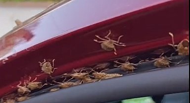 Kahverengi kokarca Giresun'da evleri ve araçları istila etti