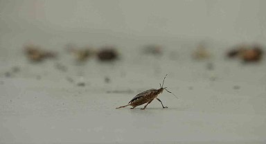 Kahverengi kokarca istilası vatandaşları tedirgin ediyor