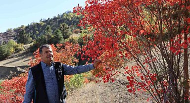 Kaplaç Ağaçları doğayı kırmızıya boyadı
