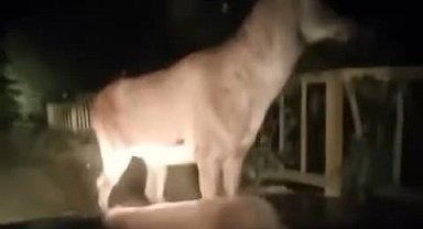 Karabük ormanlarında erkek geyik ve karaca görüntülendi