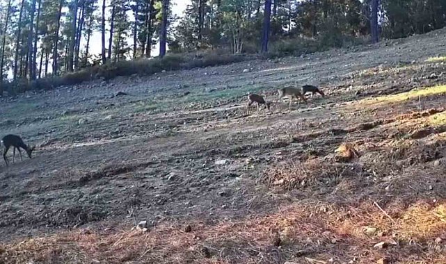 Karaca ailesi Ganos Dağları'nda fotokapana takıldı