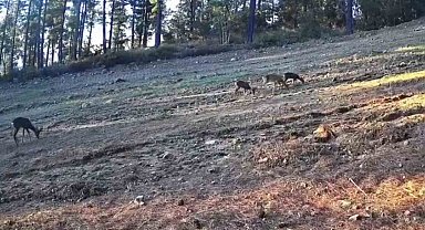 Karaca ailesi Ganos Dağları'nda fotokapana takıldı