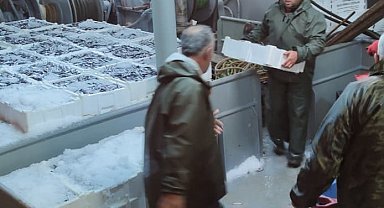 Karadeniz'de hamsi bolluğu